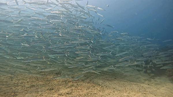 後壁湖出水口右側龜.梭魚群8.jpg