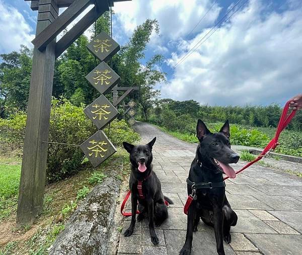 新北石門茶山步道