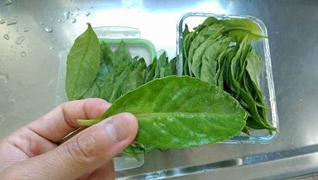 波拉波拉只送不賣的尼基羅草