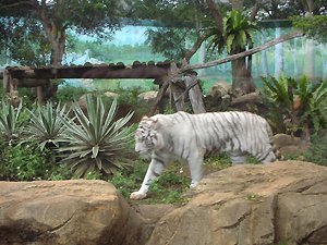 whiteTiger.jpg