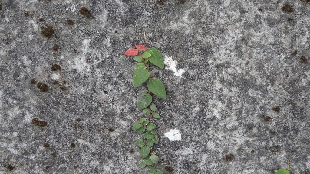DSC06179.JPG