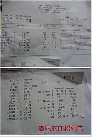 寶尼血檢報告.jpg