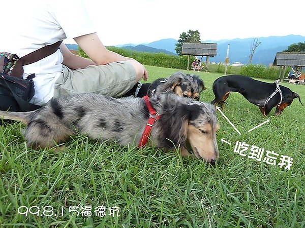 吃草的狗.JPG