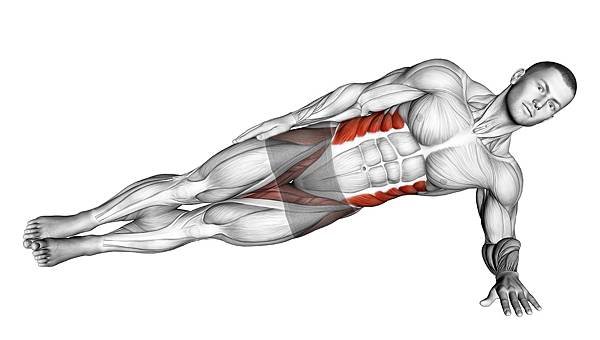 腹直肌分離（Rectus Diastasis）是什麼？產後要