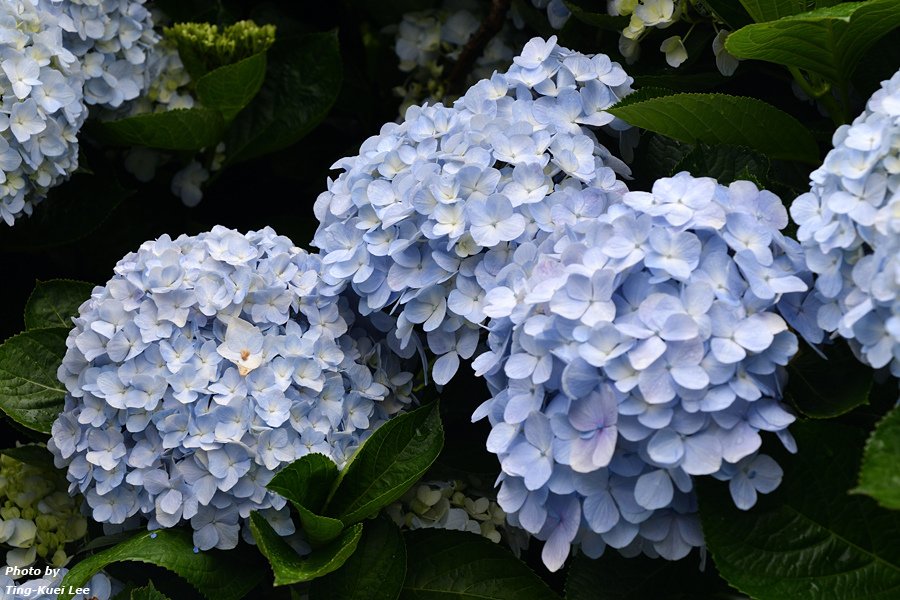 20240519 2024「陽明山繡球花季」