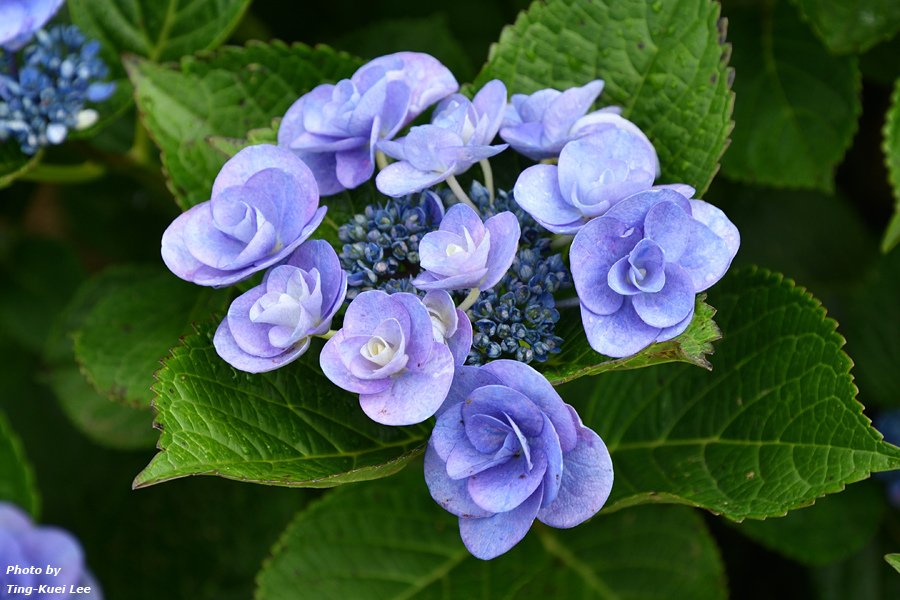 20240519 2024「陽明山繡球花季」
