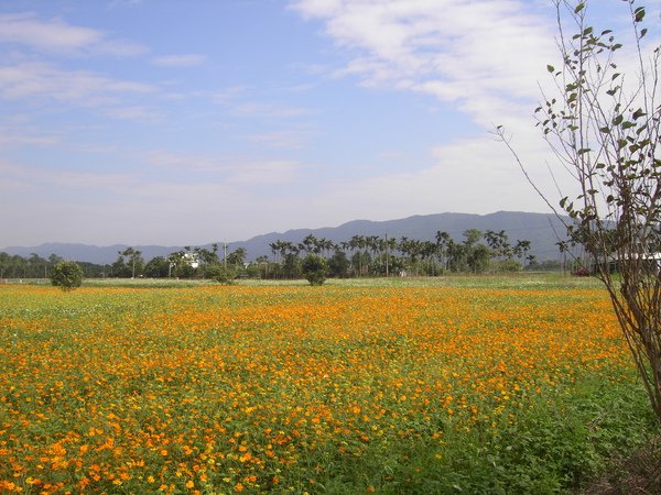 20100102 鳳林花海