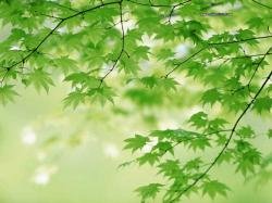 green-leaves-summer1.thumbnail