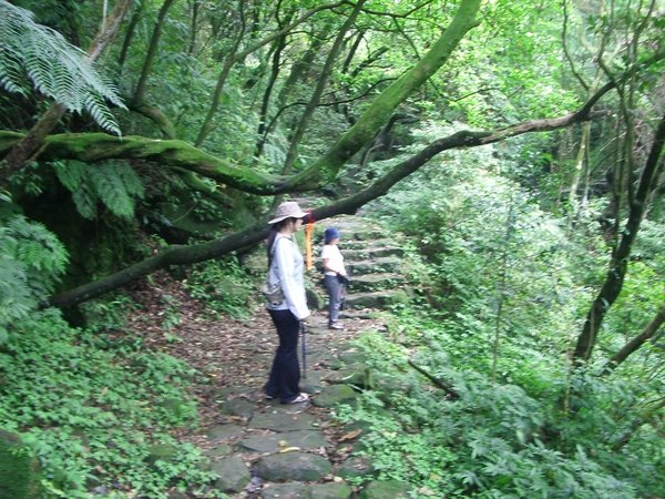 樹林中這段古道我很喜歡