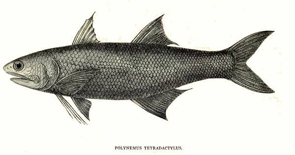 Eleutheronema_tetradactylum_Thomas.jpg