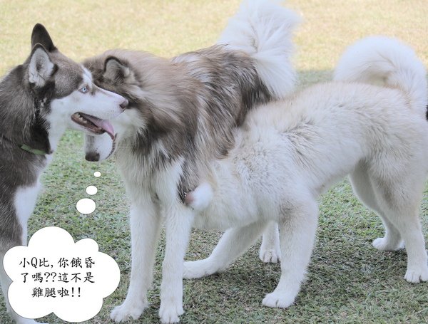 Q比咬MAGGIE  OK_调整大小.jpg