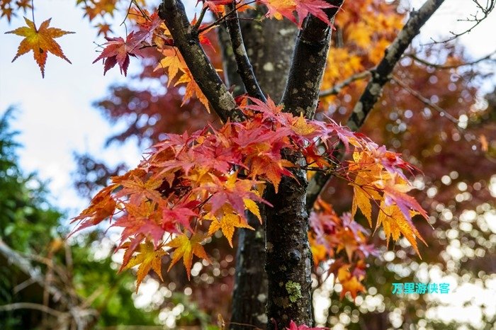 DSC_2773_副本.jpg