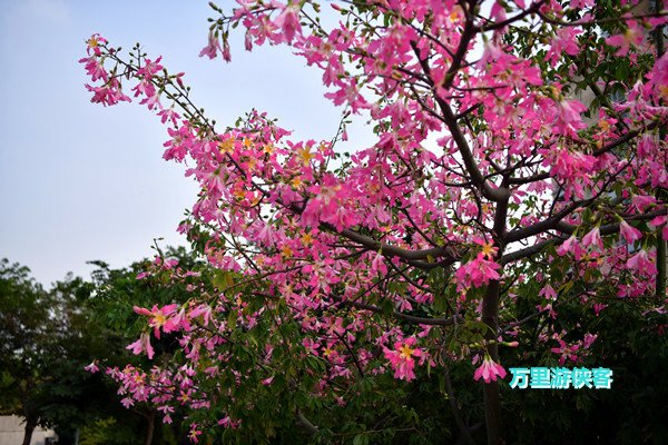 DSC_9918_副本.jpg