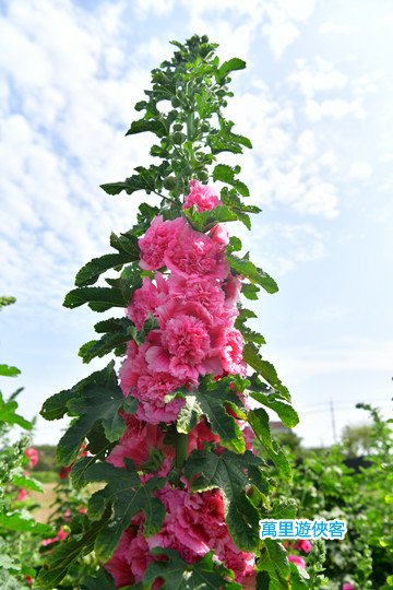 DSC_0535_副本.jpg