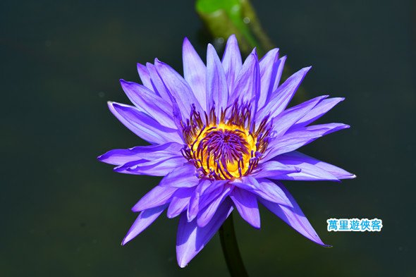 DSC_1196_副本.jpg