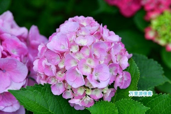 DSC_2976_副本.jpg