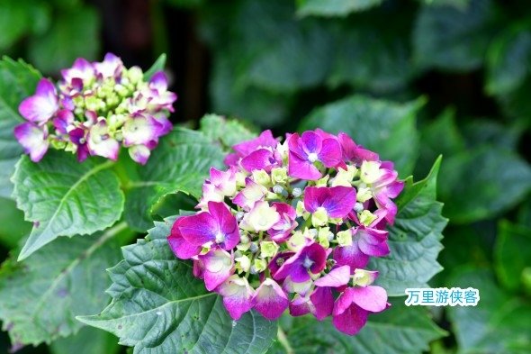 DSC_2958_副本.jpg