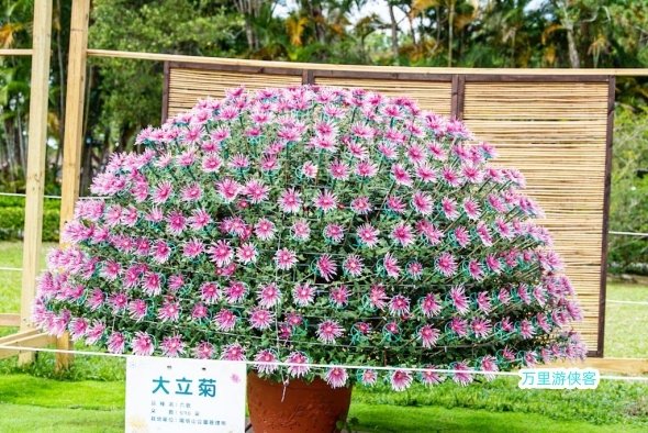 2023士林官邸菊花展