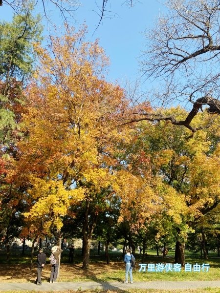 2024北京天壇公園銀杏楓葉 自由行