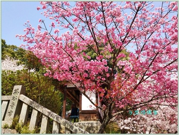 日本四國金刀毗羅宮櫻花