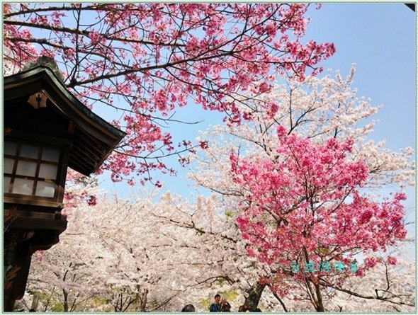 日本四國金刀毗羅宮櫻花