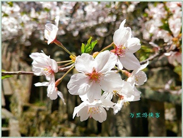 日本四國金刀毗羅宮櫻花
