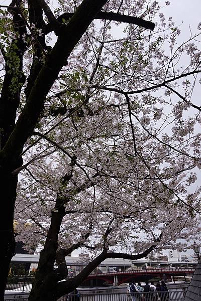 [東京]圓夢之旅DAY3-隅田公園櫻花季-晴空塔Sky Tr