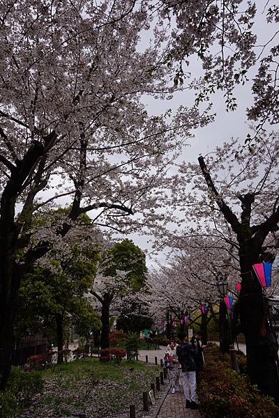 [東京]圓夢之旅DAY3-隅田公園櫻花季-晴空塔Sky Tr