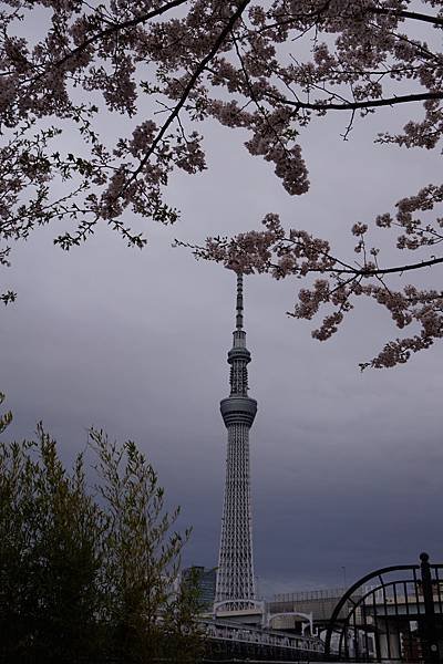 [東京]圓夢之旅DAY3-隅田公園櫻花季-晴空塔Sky Tr