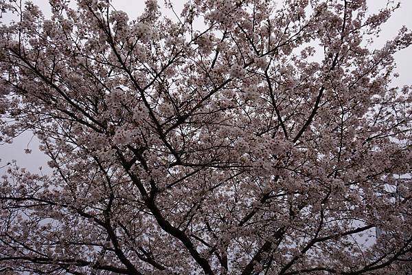 [東京]圓夢之旅DAY3-隅田公園櫻花季-晴空塔Sky Tr