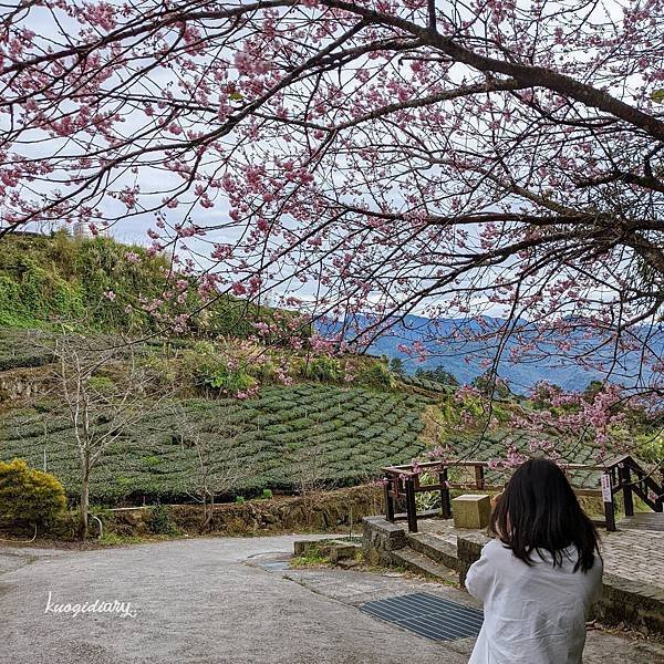 阿里山_石棹_甘澍_茶園_櫻花.jpg