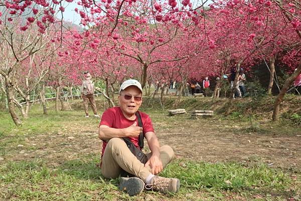 春遊石硦林場登桶頭山O型走 回程沿途賞花趣逍遙遊