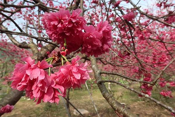 春遊石硦林場登桶頭山O型走 回程沿途賞花趣逍遙遊