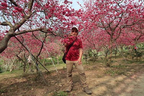 春遊石硦林場登桶頭山O型走 回程沿途賞花趣逍遙遊