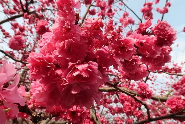 春遊石硦林場登桶頭山O型走 回程沿途賞花趣逍遙遊