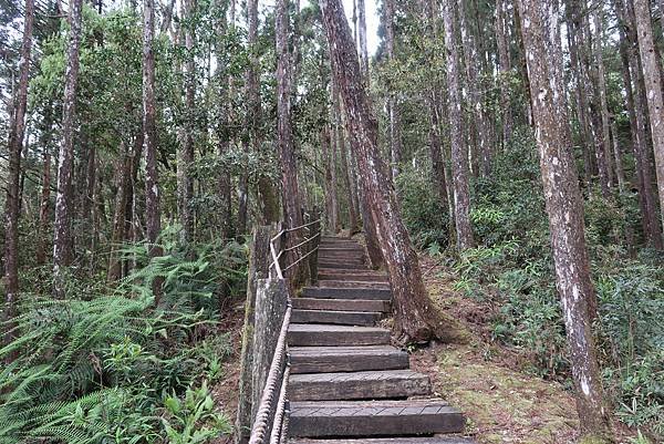 森呼吸漫遊杉林溪樂園森林浴&amp;樹德半山夢工廠感性之旅(二)