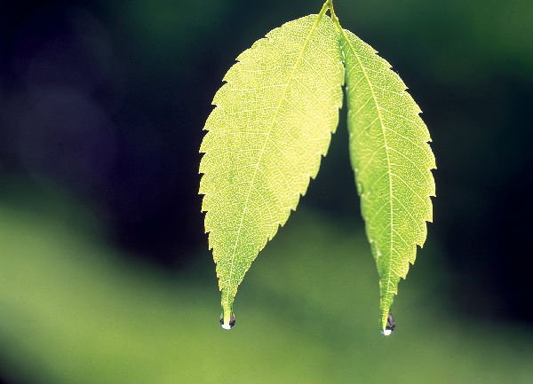 梧桐細雨