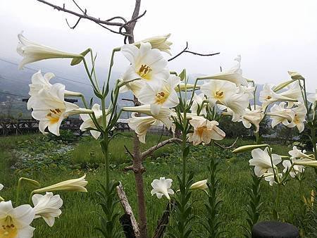 野百合64