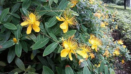 黃花13