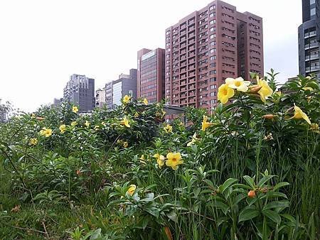 黃蟬5