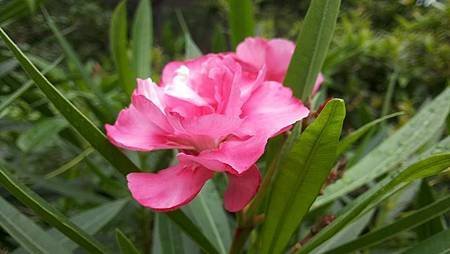 花彩B3
