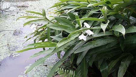 白蓮蕉花27