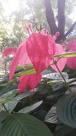 紅萼花A6.jpg