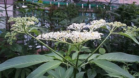 冇骨消花14