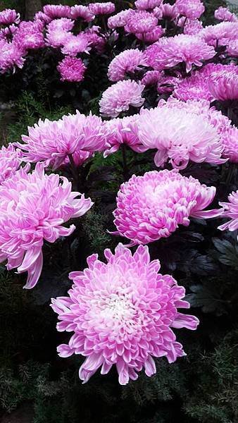 菊花1