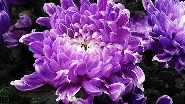 菊花8