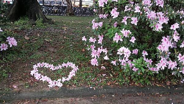 杜鵑花40