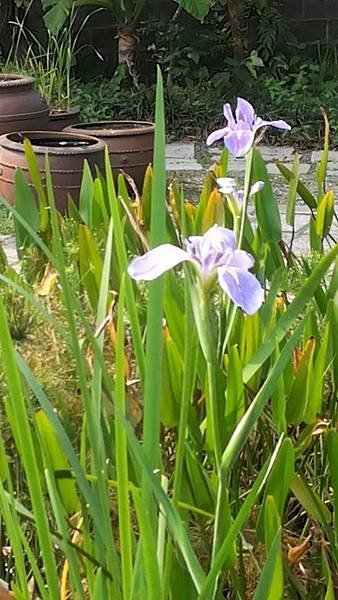 鳶尾花15