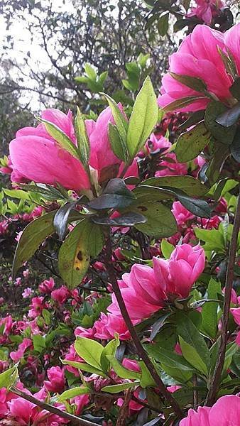 杜鵑花13