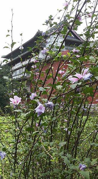 木槿19